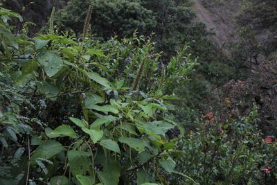 Acalypha peruviana, photographed by Tony Rebelo