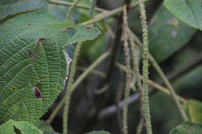 Acalypha peruviana, photographed by Tony Rebelo
