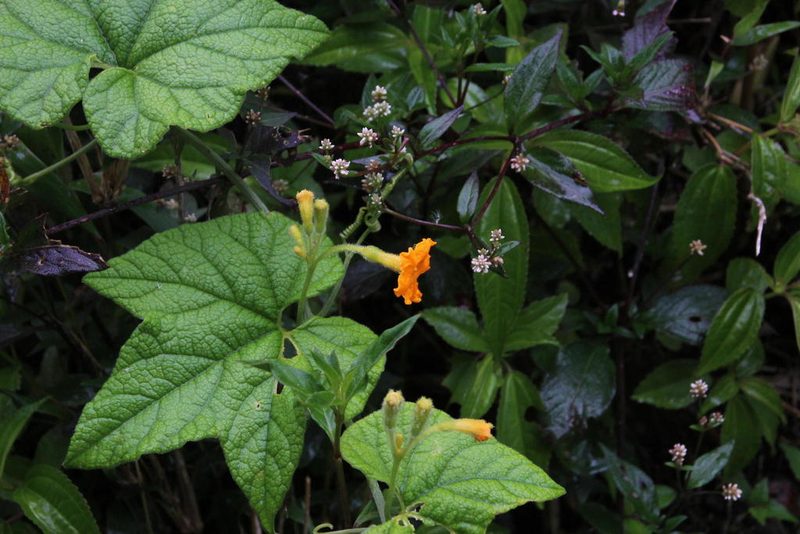 Apodanthera mandonii, photographed by Tony Rebelo