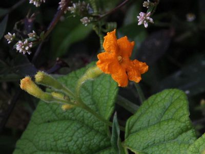 Apodanthera mandonii, photographed by Tony Rebelo