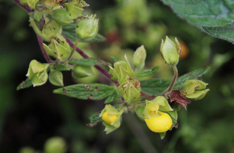 Calceolaria engleriana, photographed by Tony Rebelo