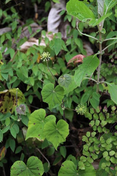 Hydrocotyle acutifolia, photographed by Tony Rebelo