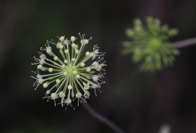 Hydrocotyle acutifolia, photographed by Tony Rebelo