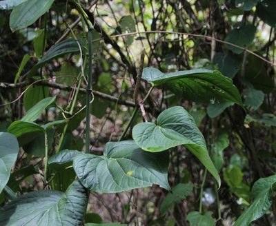 Piper marginatum, photographed by Tony Rebelo
