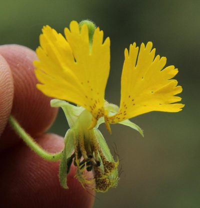 Tropaeolum peregrinum, photographed by Tony Rebelo