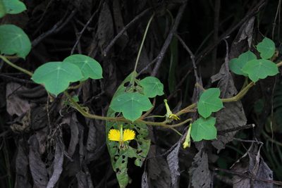 Tropaeolum peregrinum, photographed by Tony Rebelo