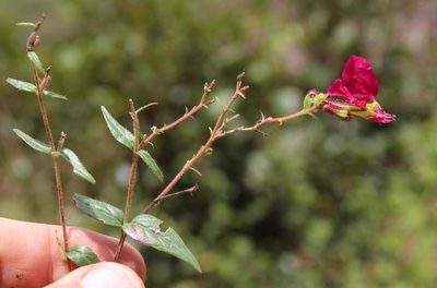 Cuphea cordata, photographed by Tony Rebelo