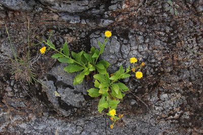 Tolpis macrorhiza, photographed by Tony Rebelo