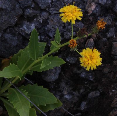 Tolpis macrorhiza, photographed by Tony Rebelo