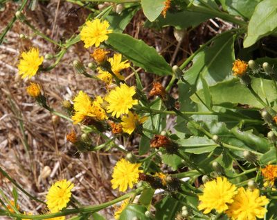 Tolpis macrorhiza, photographed by Tony Rebelo