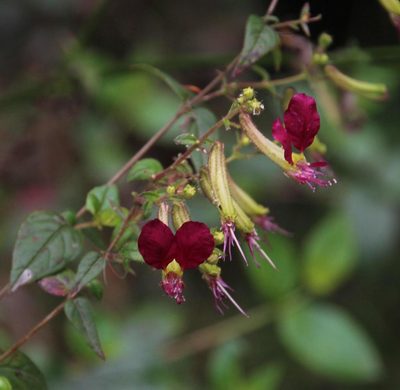 Cuphea cordata, photographed by Tony Rebelo