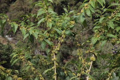 Cestrum conglomeratum, photographed by Tony Rebelo