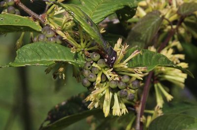 Cestrum conglomeratum, photographed by Tony Rebelo
