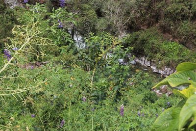 Cestrum conglomeratum, photographed by Tony Rebelo