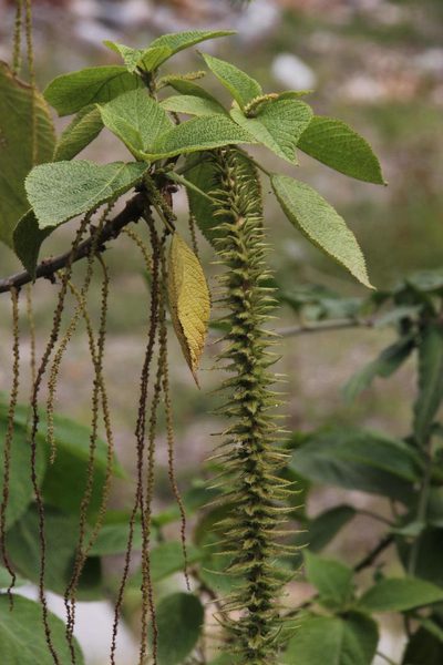Acalypha peruviana, photographed by Tony Rebelo