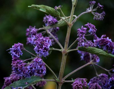 Condea tafallae, photographed by Tony Rebelo
