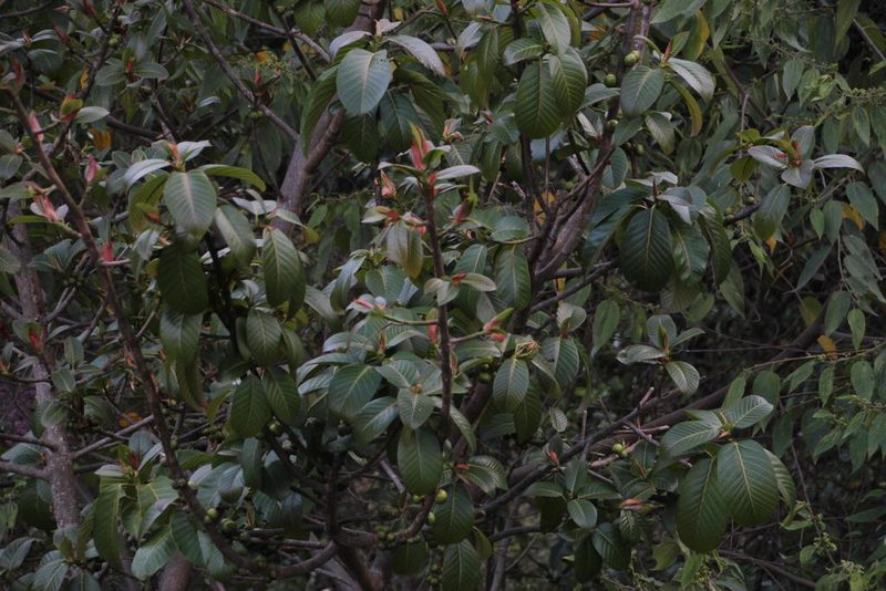 Ficus panurensis, photographed by Tony Rebelo