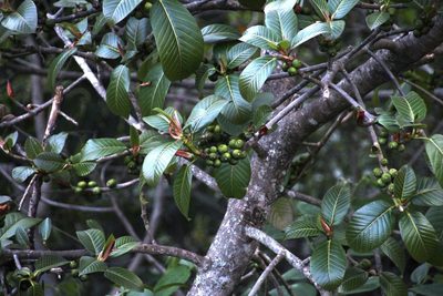 Ficus panurensis, photographed by Tony Rebelo