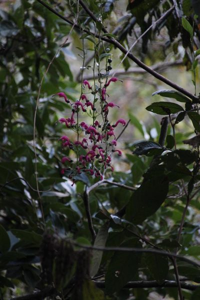 Centropogon urubambae, photographed by Tony Rebelo