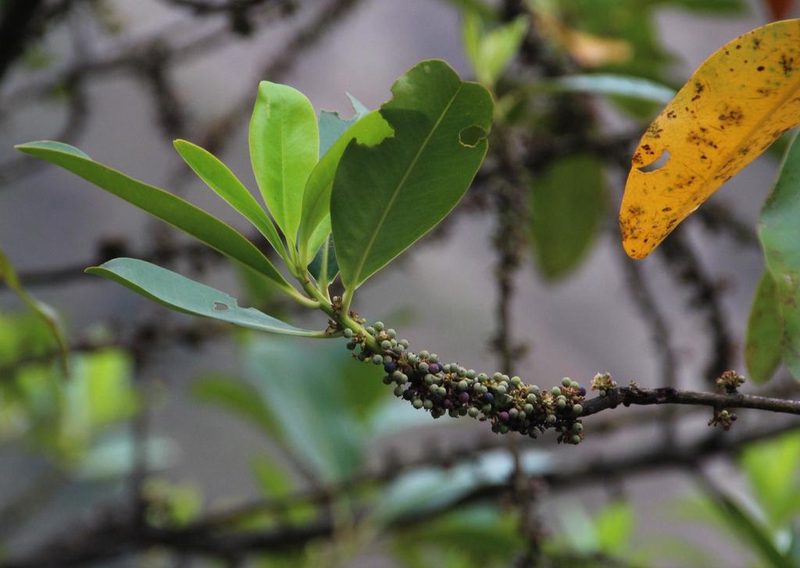 Myrsine latifolia, photographed by Tony Rebelo