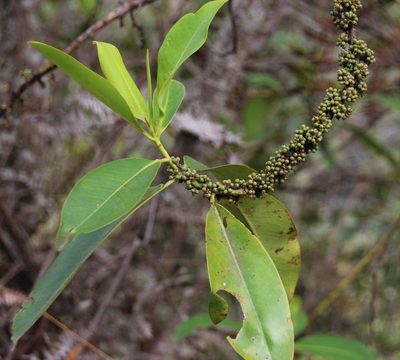 Myrsine latifolia, photographed by Tony Rebelo