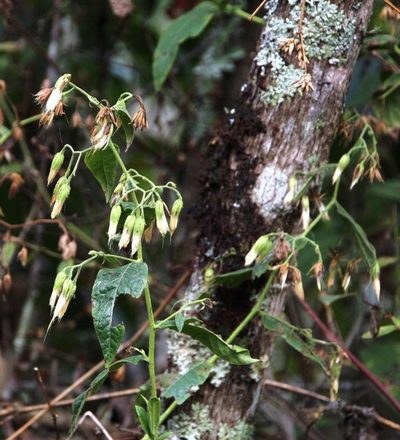 Trixis antimenorrhoea, photographed by Tony Rebelo