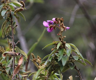 Collaea speciosa, photographed by Tony Rebelo