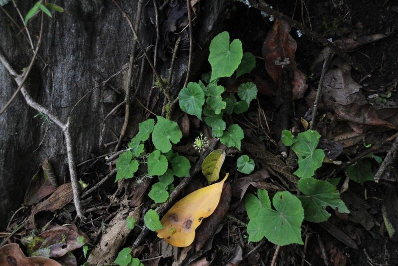 Hydrocotyle acutifolia, photographed by Tony Rebelo
