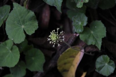Hydrocotyle acutifolia, photographed by Tony Rebelo