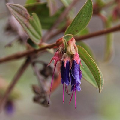 Brachyotum grisebachii, photographed by Tony Rebelo