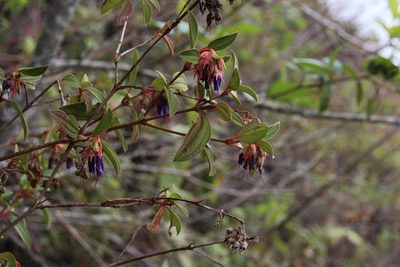 Brachyotum grisebachii, photographed by Tony Rebelo