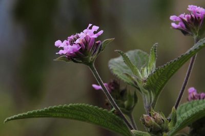 Lantana viscosa, photographed by Tony Rebelo