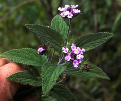 Lantana viscosa, photographed by Tony Rebelo