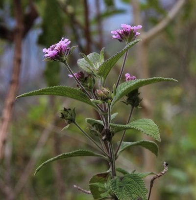 Lantana viscosa, photographed by Tony Rebelo