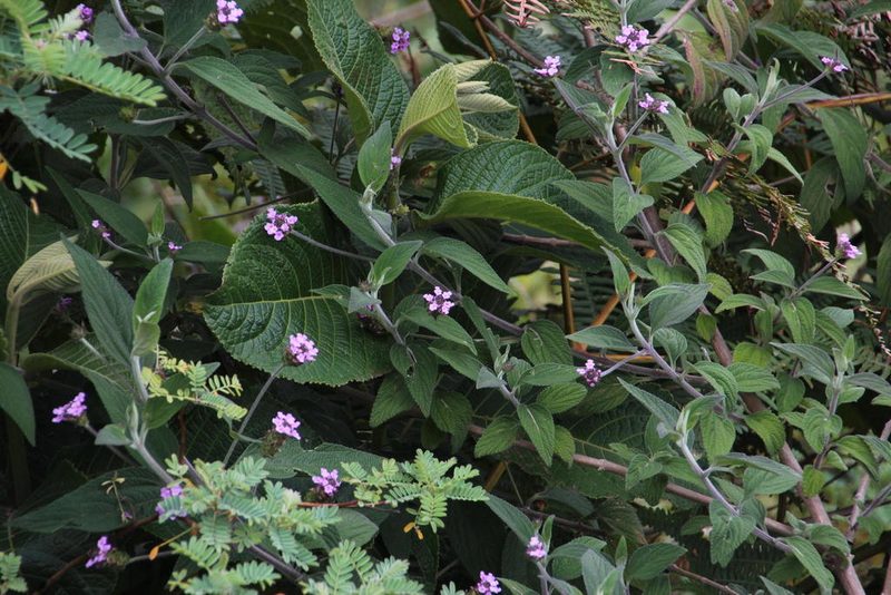 Lantana viscosa, photographed by Tony Rebelo