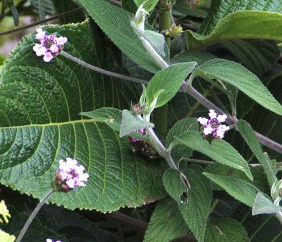 Lantana viscosa, photographed by Tony Rebelo