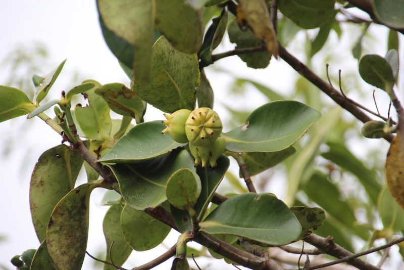 Clusia trochiformis, photographed by Tony Rebelo