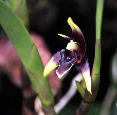 Maxillaria trigona, photographed by Tony Rebelo