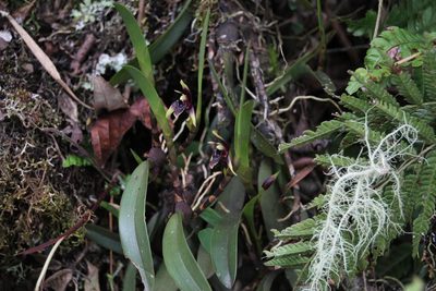 Maxillaria trigona, photographed by Tony Rebelo