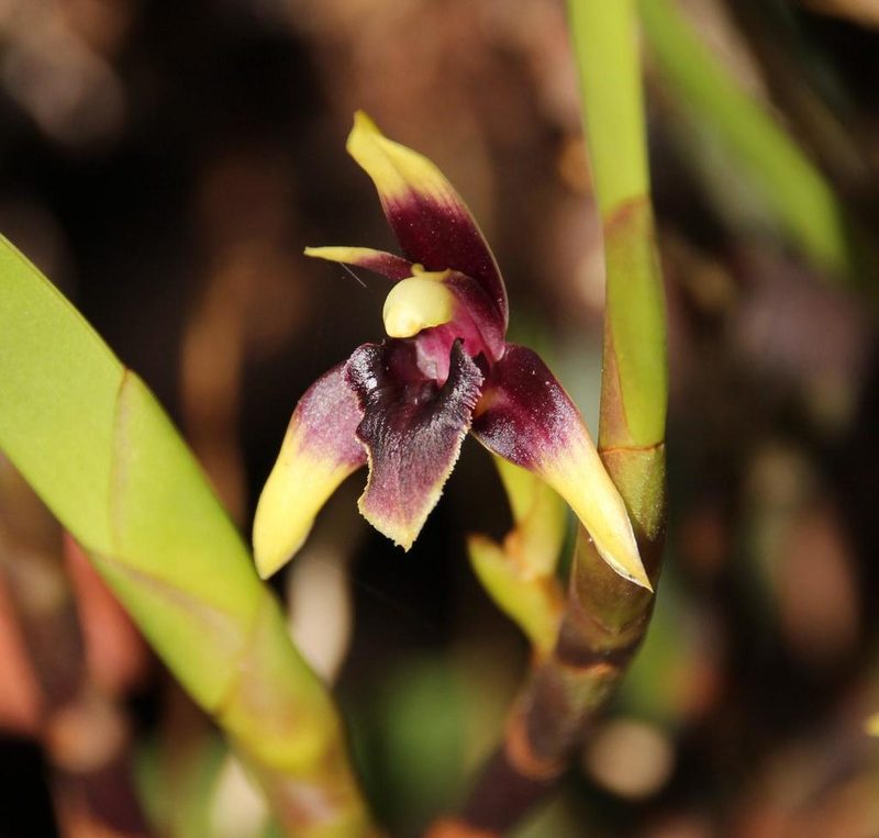 Maxillaria trigona, photographed by Tony Rebelo