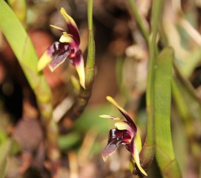 Maxillaria trigona, photographed by Tony Rebelo