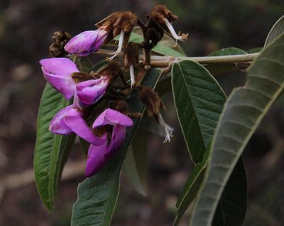 Collaea speciosa, photographed by Tony Rebelo