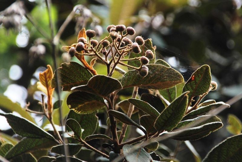 Hesperomeles ferruginea, photographed by Tony Rebelo