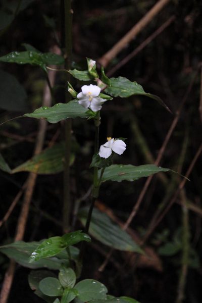 Tradescantia praetermissa, photographed by Tony Rebelo