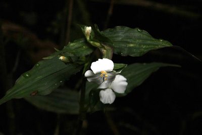 Tradescantia praetermissa, photographed by Tony Rebelo