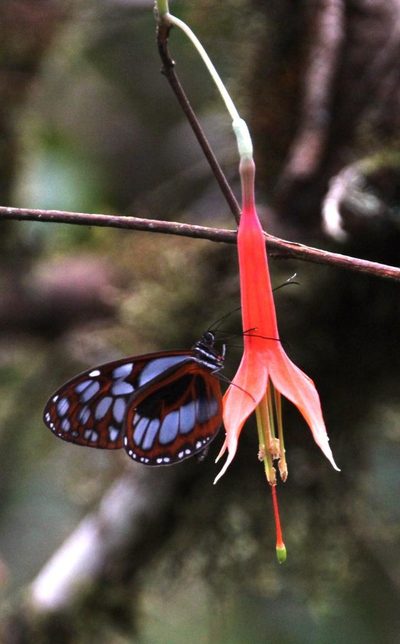 Fuchsia tunariensis, photographed by Tony Rebelo