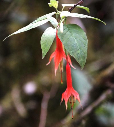 Fuchsia tunariensis, photographed by Tony Rebelo