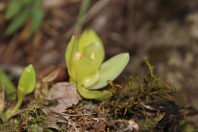 Stenia angustilabia, photographed by Tony Rebelo