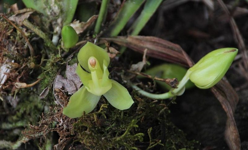 Stenia angustilabia, photographed by Tony Rebelo