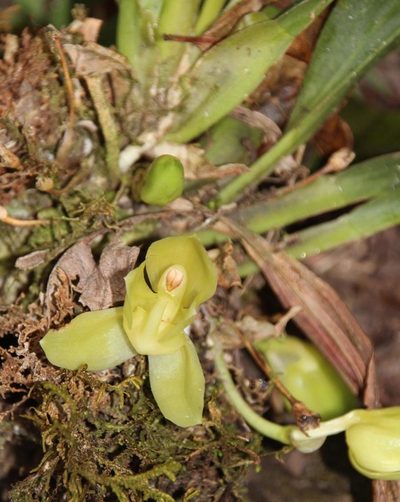 Stenia angustilabia, photographed by Tony Rebelo